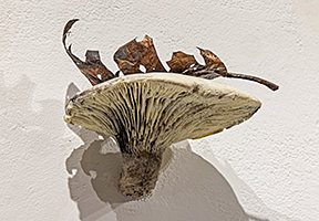 Mushroom does not know that leaf is sticking on it. Leaf does not know that it is on mushroom., 2025